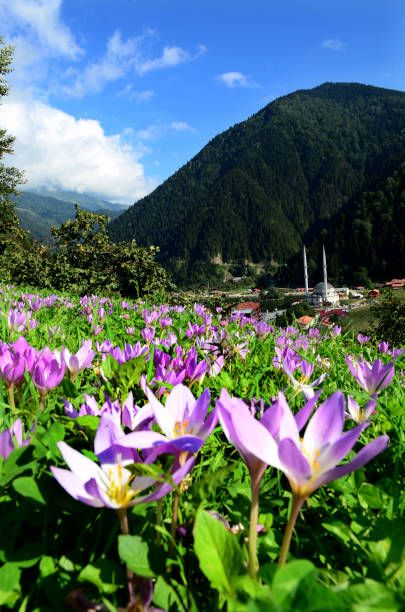  Uçakla Karadeniz Yaylalar Rüzgarı ve Batum Turları (Trabzon başlar, Rize biter)